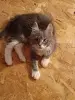 Мейн-кун котята - Вся Беларусь - 239296 - Доска объявлений Kupika.by