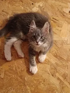 Мейн-кун котята