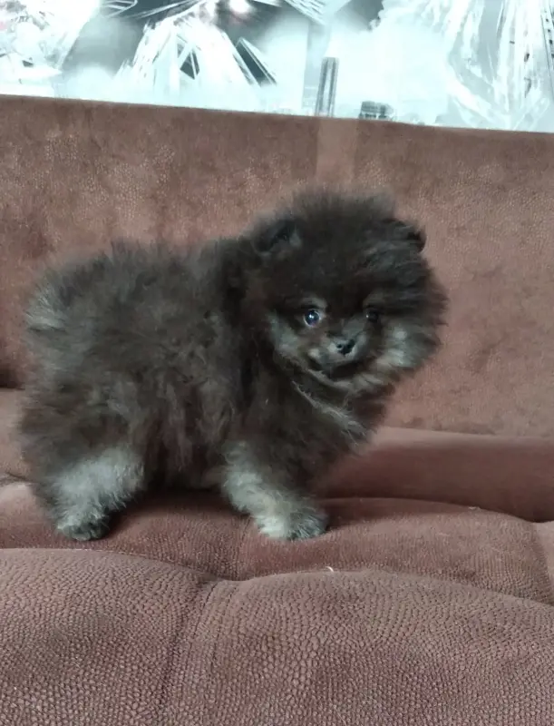 Померанский шпиц мини, щенки разных окрасов - Вся Беларусь - 239209 - Доска объявлений Kupika.by - Фото 3