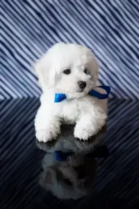 Щенки бишон фризе