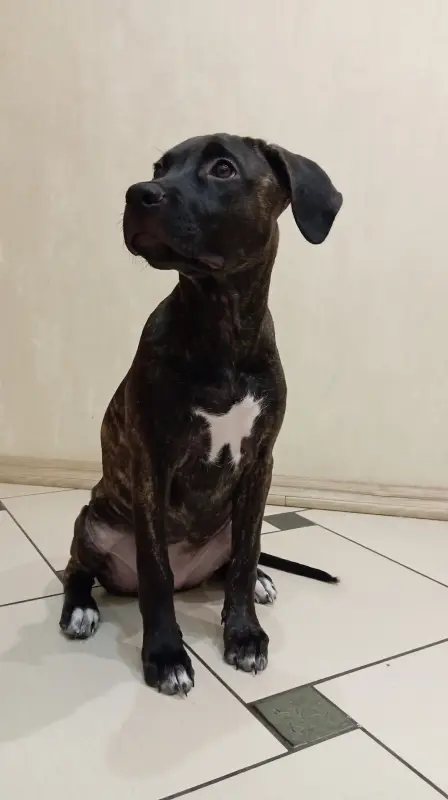 Собаки - Щенок амстаффа, девочка - Вся Беларусь - Фото 2 Щенок амстаффа, девочка - Вся Беларусь - 241406 - Доска объявлений Kupika.by - Фото 2