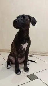 Щенок амстаффа, девочка