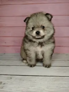 Померанский шпиц, уникальный окрас на изысканный вкус!