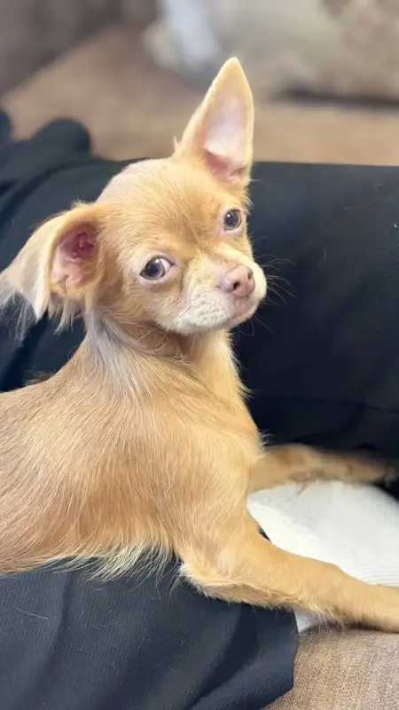 Мальчик чихуахуа красивого окраса