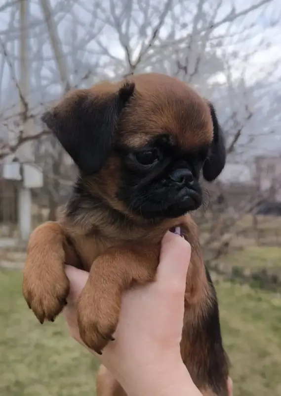 щенки пти брабансона - Вся Беларусь - 237728 - Доска объявлений Kupika.by - Фото 4