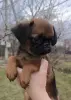 щенки пти брабансона - Вся Беларусь - 237728 - Доска объявлений Kupika.by - Фото 4
