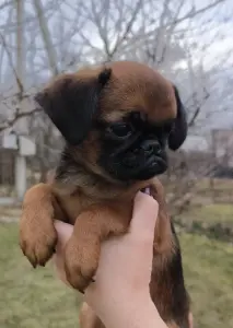 щенки пти брабансона