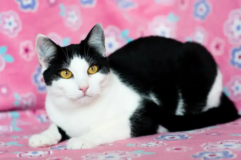 Рейна - чудесные глаза - Вся Беларусь - 241841 - Доска объявлений Kupika.by - Фото 2