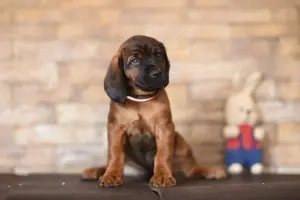 Щенки баварской горной гончей