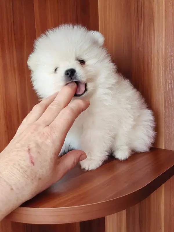 Девочка белого померанского шпица