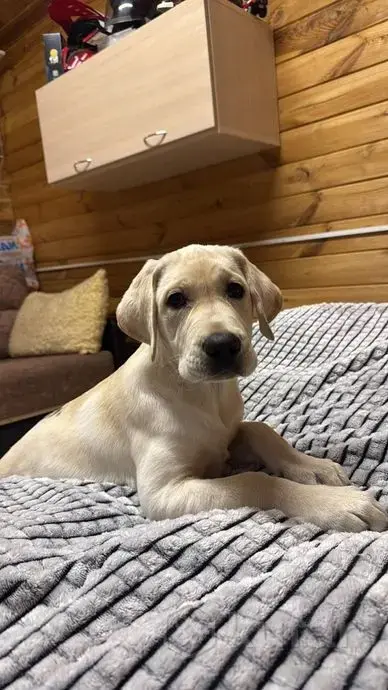 Собаки - Щенок лабрадора - Вся Беларусь - Фото 5 Щенок лабрадора - Вся Беларусь - 241879 - Доска объявлений Kupika.by - Фото 5