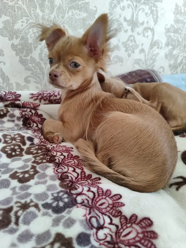 Мальчик чихуахуа красивого окраса - Вся Беларусь - 241063 - Доска объявлений Kupika.by - Фото 5