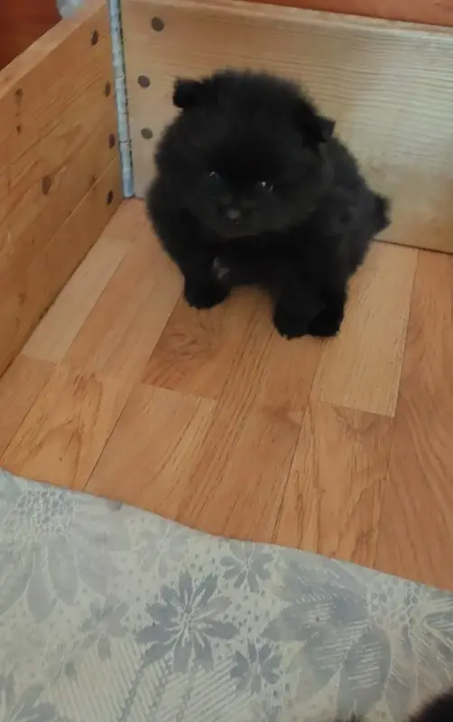 Мальчики черного померанского шпица - Вся Беларусь - 241099 - Доска объявлений Kupika.by - Фото 4