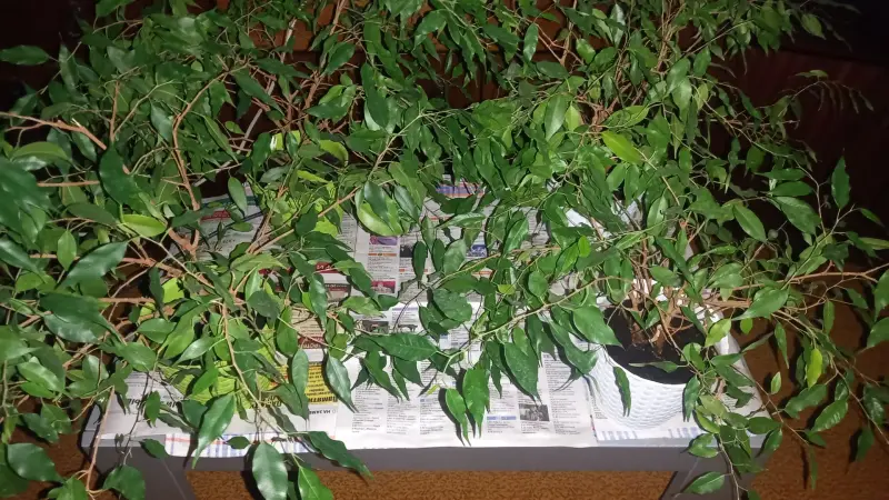 4 фикуса, 45 см высота вместе с кашпо