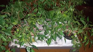 4 фикуса, 45 см высота вместе с кашпо