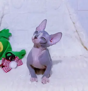 Канадский сфинкс бамбино мальчик