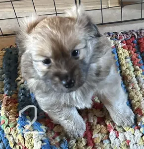 Щенки шпица