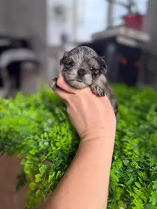 Щенки Йорка и бивер-йорка доставка