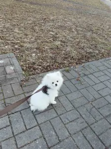 Щенки белого померанского шпица