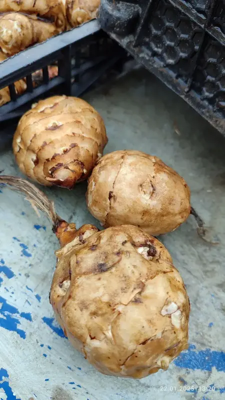 Топинамбур сортовой - Вся Беларусь - 240513 - Доска объявлений Kupika.by - Фото 5