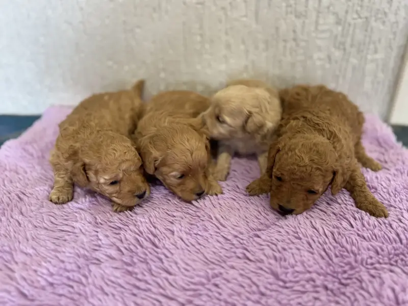 Щенки мальтипу доставка