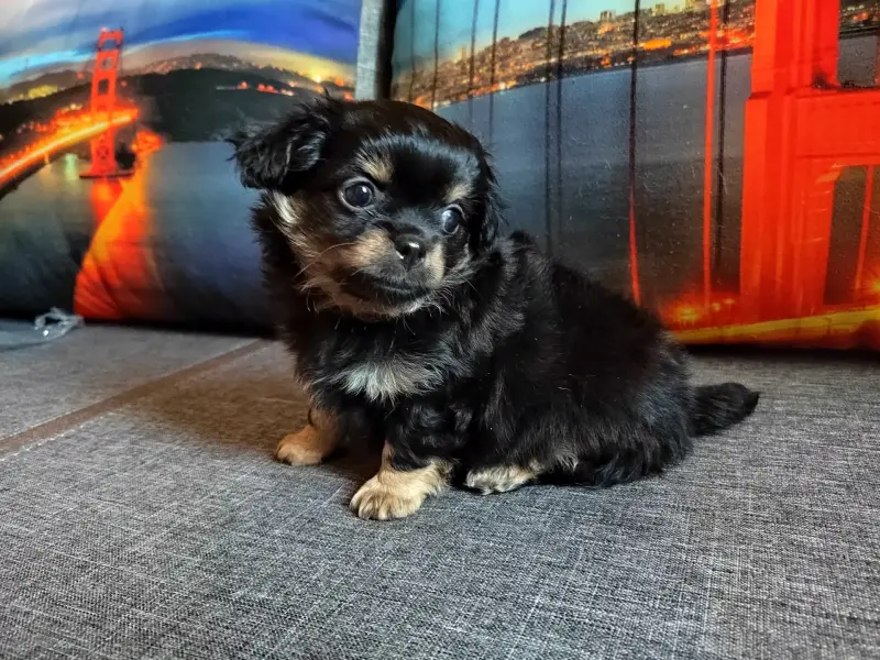 Чихуахуа детишки веселые мальчишки - Вся Беларусь - 239822 - Доска объявлений Kupika.by - Фото 2