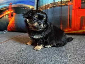 Чихуахуа детишки веселые мальчишки