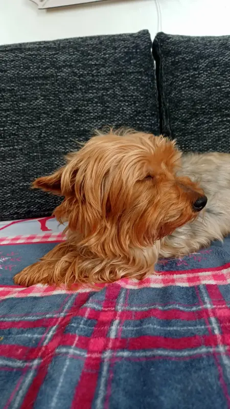 Йоркширский терьер