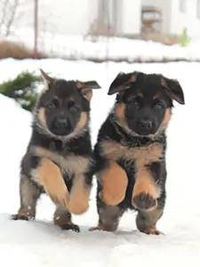 щенки рабочей немецкой овчарки с родословной БКО