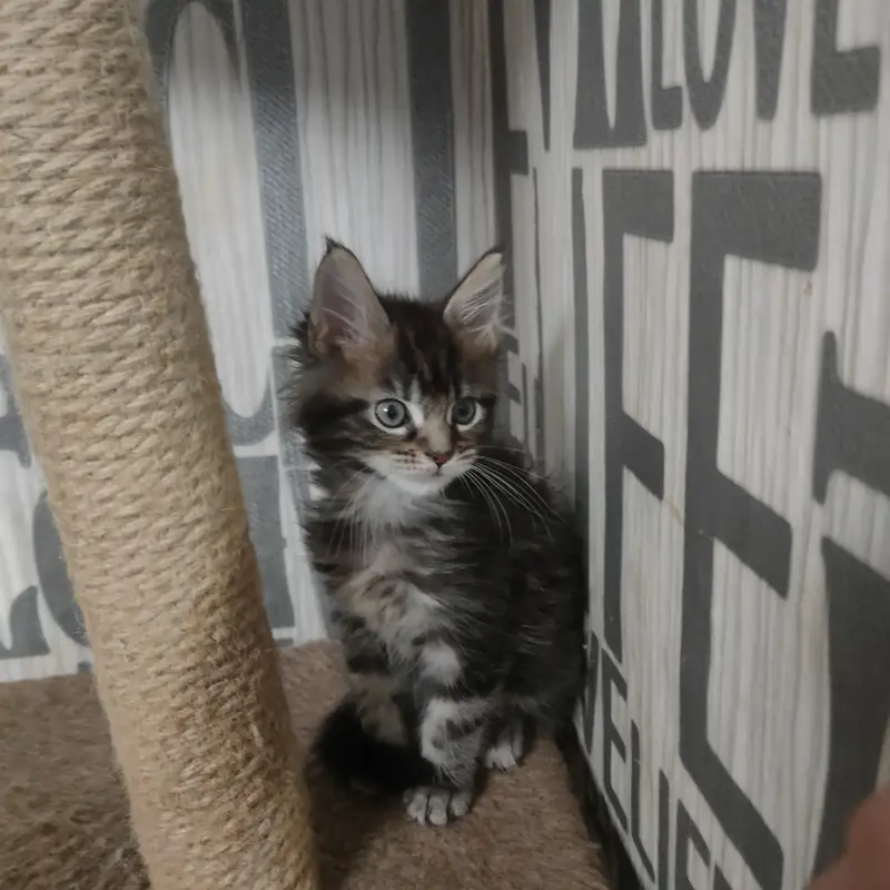 Кошечки Мейн-Кун - Вся Беларусь - 239962 - Доска объявлений Kupika.by - Фото 4