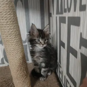 Кошечки Мейн-Кун