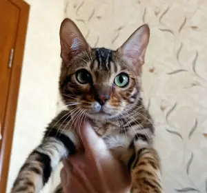 Бенгальские котята