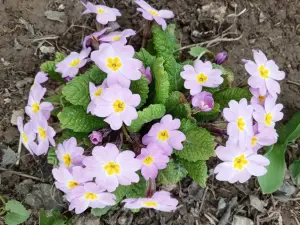 Цветы, рассада перца, кустарники