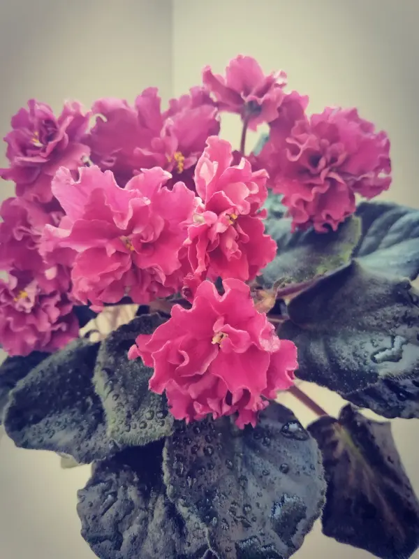 Саженцы, рассада - Фиалки - Вся Беларусь - Фото 3 Фиалки - Вся Беларусь - 240762 - Доска объявлений Kupika.by - Фото 3