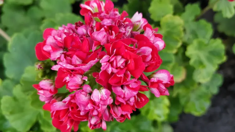 Герань розебудная,- молодой кустик