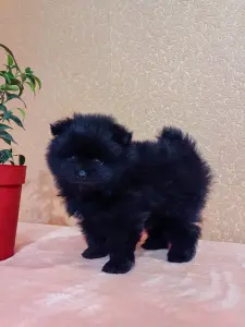 Померанский шпиц.