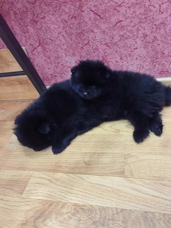 Собаки - Мальчики померанского шпица - Вся Беларусь - Фото 3 Мальчики померанского шпица - Вся Беларусь - 241816 - Доска объявлений Kupika.by - Фото 3