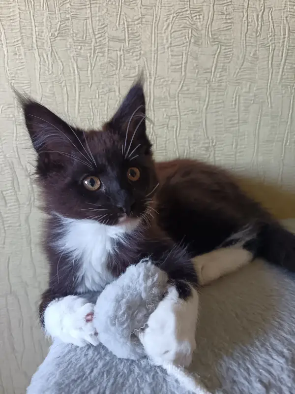 Животные - Вся Беларусь - 239936 - Доска объявлений Kupika.by - Фото 2