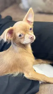 СУПЕР-ПАРЕНЬ ЧИХУАХУА