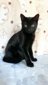 Котенок Симба - малыш-уголек