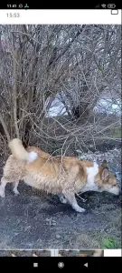 в дар молодая собачка помесь породы Вельш-корги