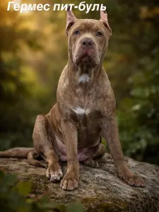 Щенок питбуля