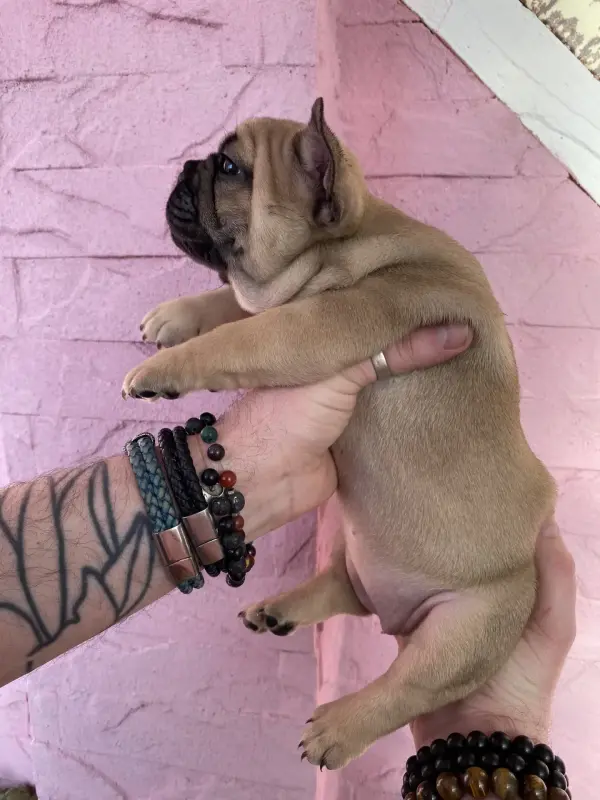 Срочно! Щенки французского бульдога - Вся Беларусь - 240832 - Доска объявлений Kupika.by - Фото 12