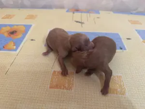 Щенки кавапу мальтипу доставка