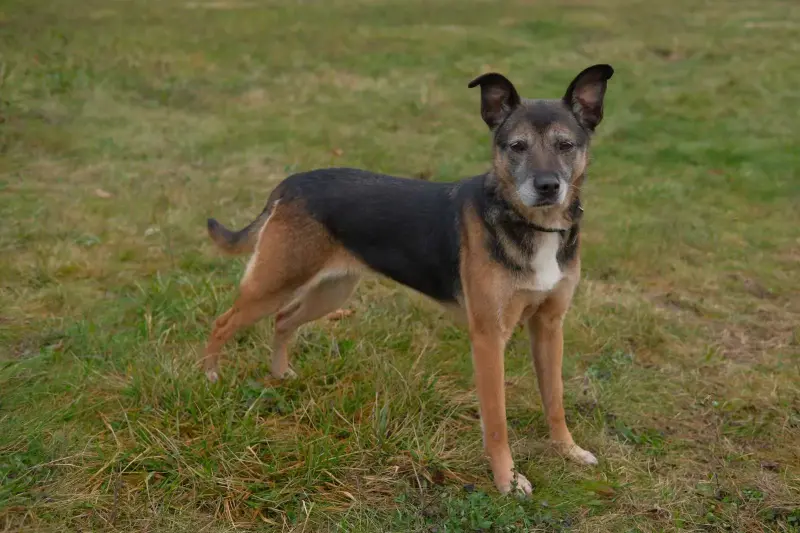 Спокойная интеллигентная собака Кира в дар - Вся Беларусь - 239055 - Доска объявлений Kupika.by - Фото 5