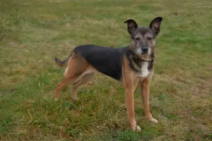 Спокойная интеллигентная собака Кира в дар