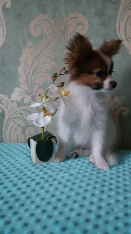 Собаки - Щенки папильона - Вся Беларусь - Фото 3 Щенки папильона - Вся Беларусь - 240801 - Доска объявлений Kupika.by - Фото 3