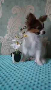 Щенки папильона