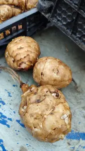 Топинамбур сортовой