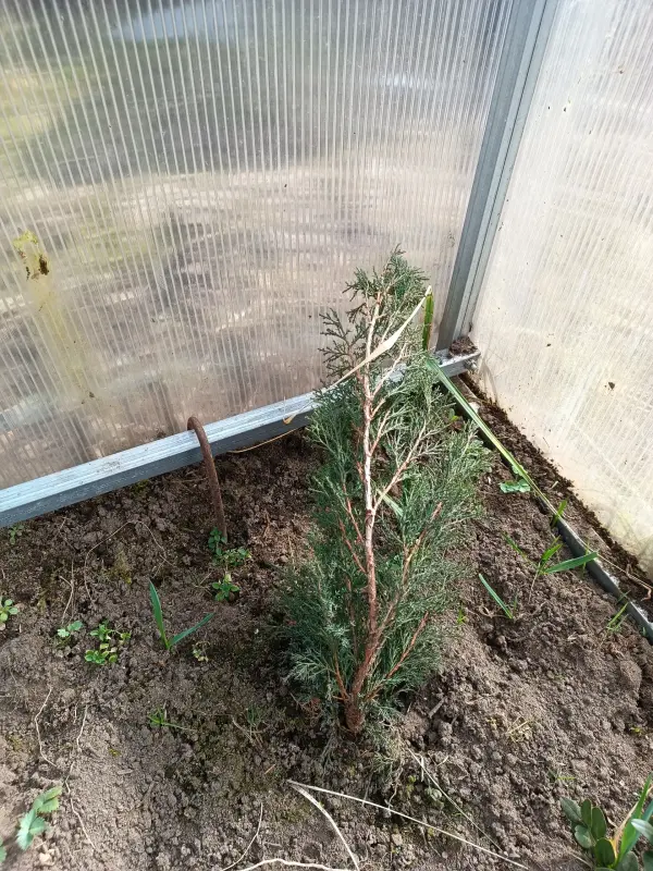 Можжевельник 10-12 см ростки саженцы рассада
